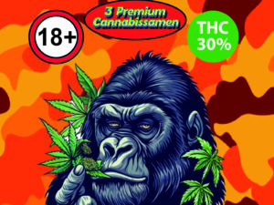 Mimosa feminized Cannabisseeds