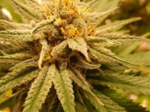 Sherbert X Sunset