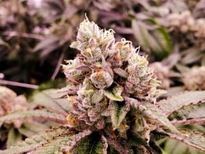 Gorilla GLue